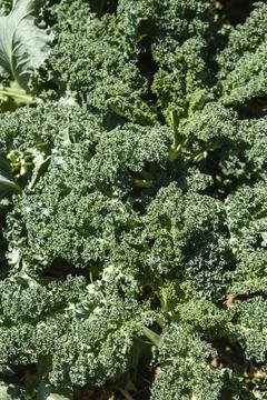 Kale plants Foto stock