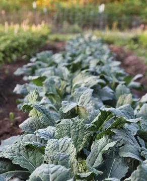Kale Row Stock Photos