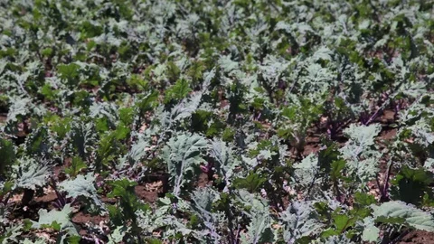 Kale rows on farm medium shot 動画素材 76441478