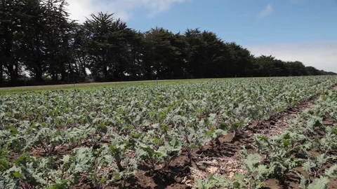 Kale rows on farm with sky 動画素材 76441527