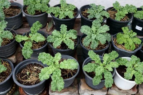 Kale in rows in pot. Stock Photos