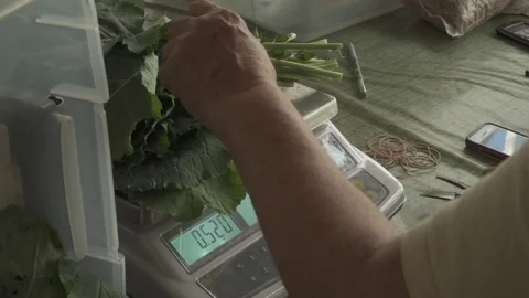 KALE ON A  SCALE 스톡 동영상 102742772