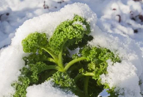 Kale in snow Stock Photos
