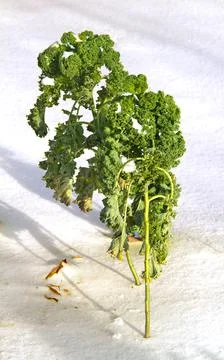 Kale in snow Stock Photos