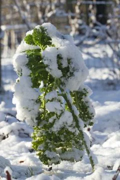 Kale in snow, vertical Stock Photos
