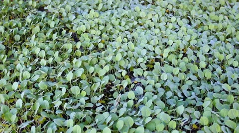 Kale vegetable garden plant Stock Footage 45339077