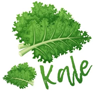 Kale vegetable icon. Cartoon vector illustration isolated on white background Illustrazione stock