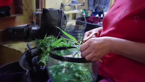 Kale vegetables are being cut with scissors Stock Footage 229990483