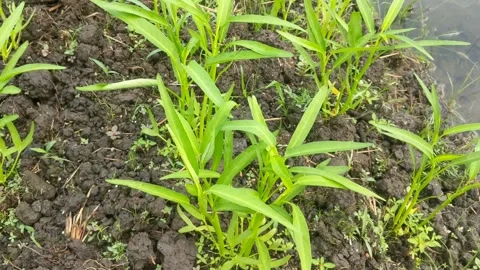 Kale vegetables that grow abundantly Stock Footage 282846784