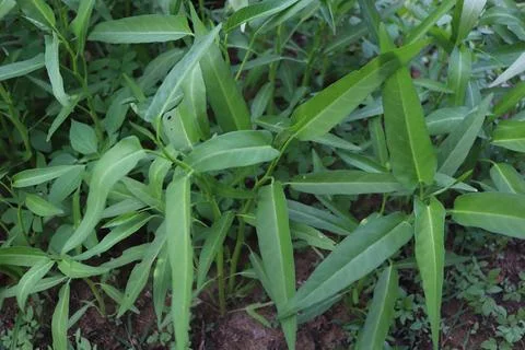 Kale vegetables Foto stock
