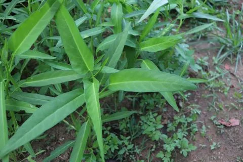 Kale vegetables Foto stock