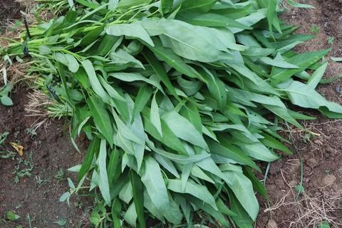 Kale vegetables Foto stock