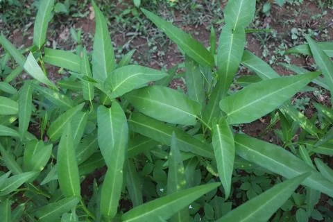 Kale vegetables 写真素材