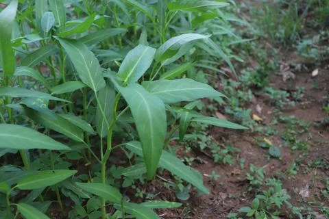Kale vegetables Foto stock