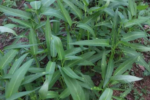 Kale vegetables Foto stock