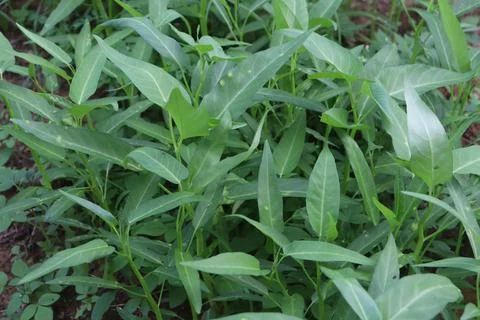 Kale vegetables Foto stock