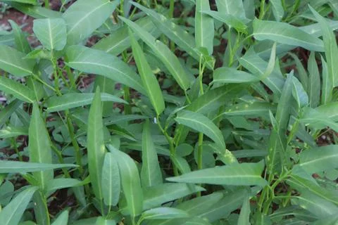 Kale vegetables 스톡 사진