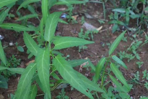 Kale vegetables Foto stock