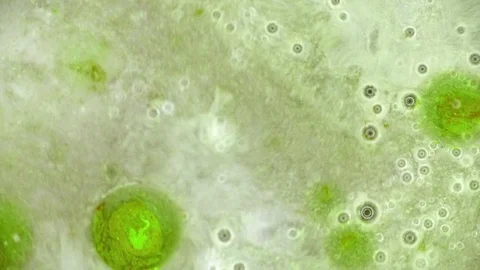 Kaleidoscope of Colors Stock Footage 71124943