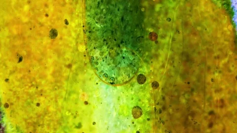 Kaleidoscope of Colors Stock Footage 71129803
