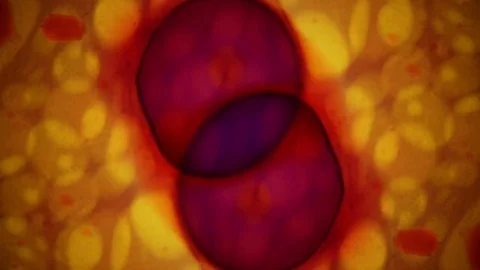 Kaleidoscope of Colors Stock Footage 77124978