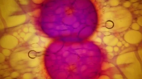 Kaleidoscope of Colors Stock Footage 77126086