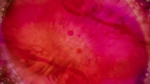 Kaleidoscope of Colors Stock Footage 77126488