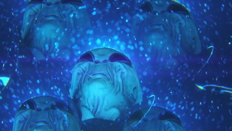 Kaleidoscope Effect of Alien Looking Up at the Sky at Night Stock Footage 262690470