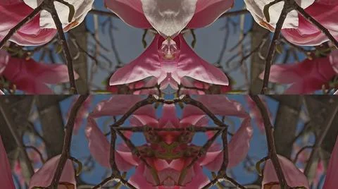 Kaleidoscope pattern from natural spring flower blossom 스톡 일러스트