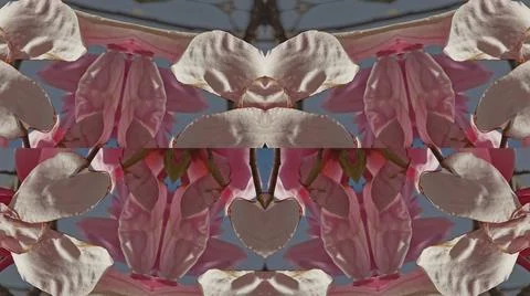 Kaleidoscope pattern from natural spring flower blossom Stock Illustration