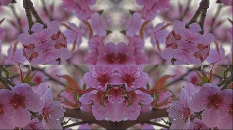 Kaleidoscope pattern from natural spring flower blossom Stock Illustration