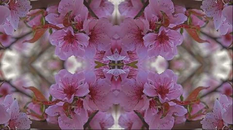 Kaleidoscope pattern from natural spring flower blossom Stock Illustration