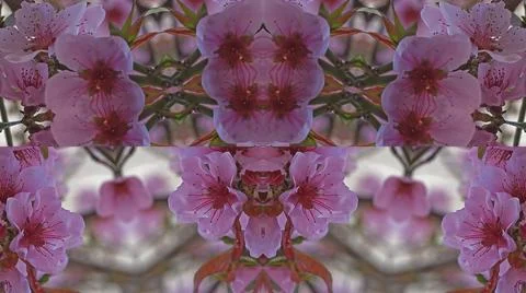 Kaleidoscope pattern from natural spring flower blossom Stock Illustration