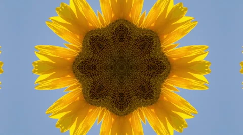 Kaleidoscope sunflower Stock Footage 43133410