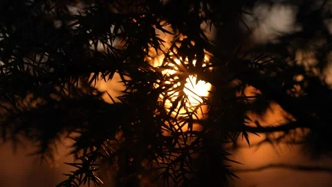 Kaleidoscopic Natural Effect of Pine Needle Silhouettes at Dramatic Golden Stock Footage 294311020