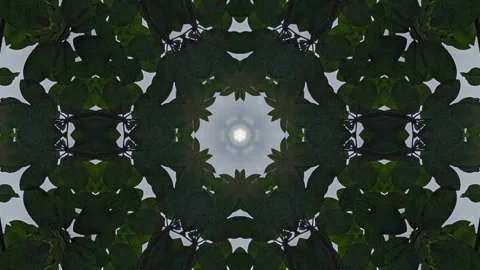 Kaleidoscopic pattern created from leaves and light Stock Footage 304895115