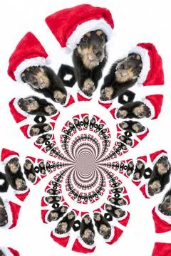 Kaleidoscopic Pattern of a Dog Kaleidoscopic Pattern of a Dog, based on ow... Stock Photos