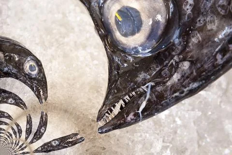 Kaleidoscopic Pattern of a Fish Kaleidoscopic Pattern of a Fish, based on ... Foto stock