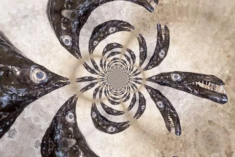 Kaleidoscopic Pattern of a Fish Kaleidoscopic Pattern of a Fish, based on ... Stock Photos