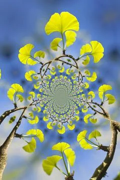 Kaleidoscopic Pattern of a Gingko Tree Kaleidoscopic Pattern of a Gingko T... 库存照片