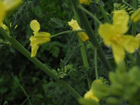 Kaleseed 写真素材