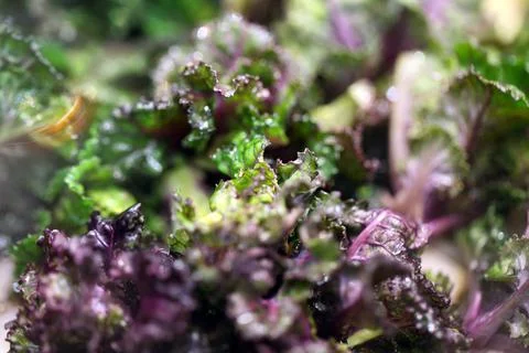 Kalettes in closeup Stock Photos