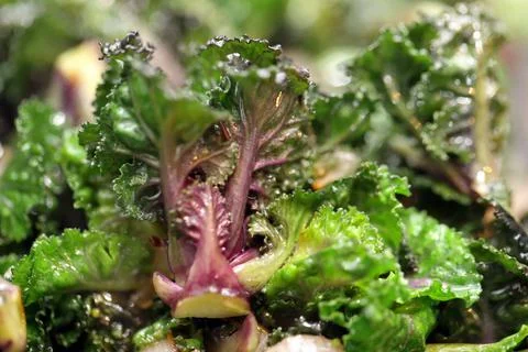 Kalettes in closeup Stock Photos