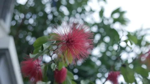 Kaliandra Video stock 171127071