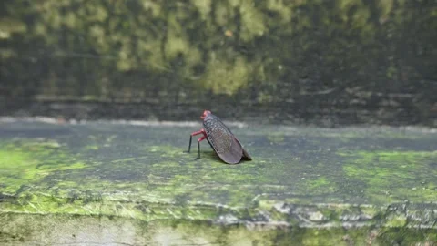 Kalidasa albiflos planthopper. Stock Footage 314423512