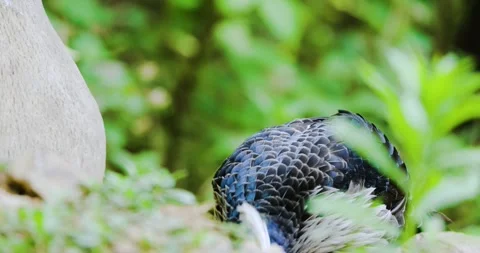 The kalij pheasant 4k Stock Footage 336672262