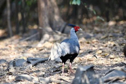 The kalij pheasant,  a pheasant found in forests and thickets Stock Photos