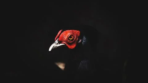 The Kalij Pheasant Stock Photos