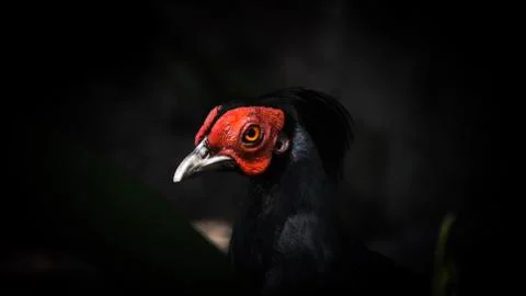 The Kalij Pheasant Stock Photos