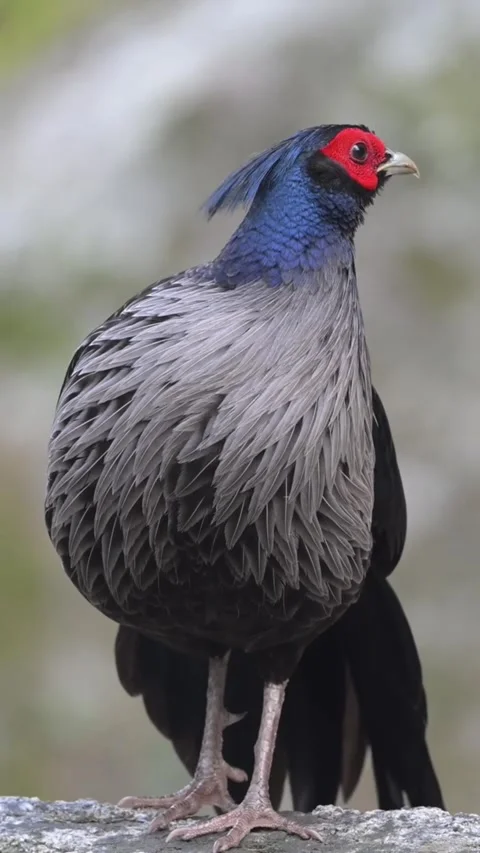 Kalij pheasant standing on a rock in its natural habitat Stock Footage 335491536